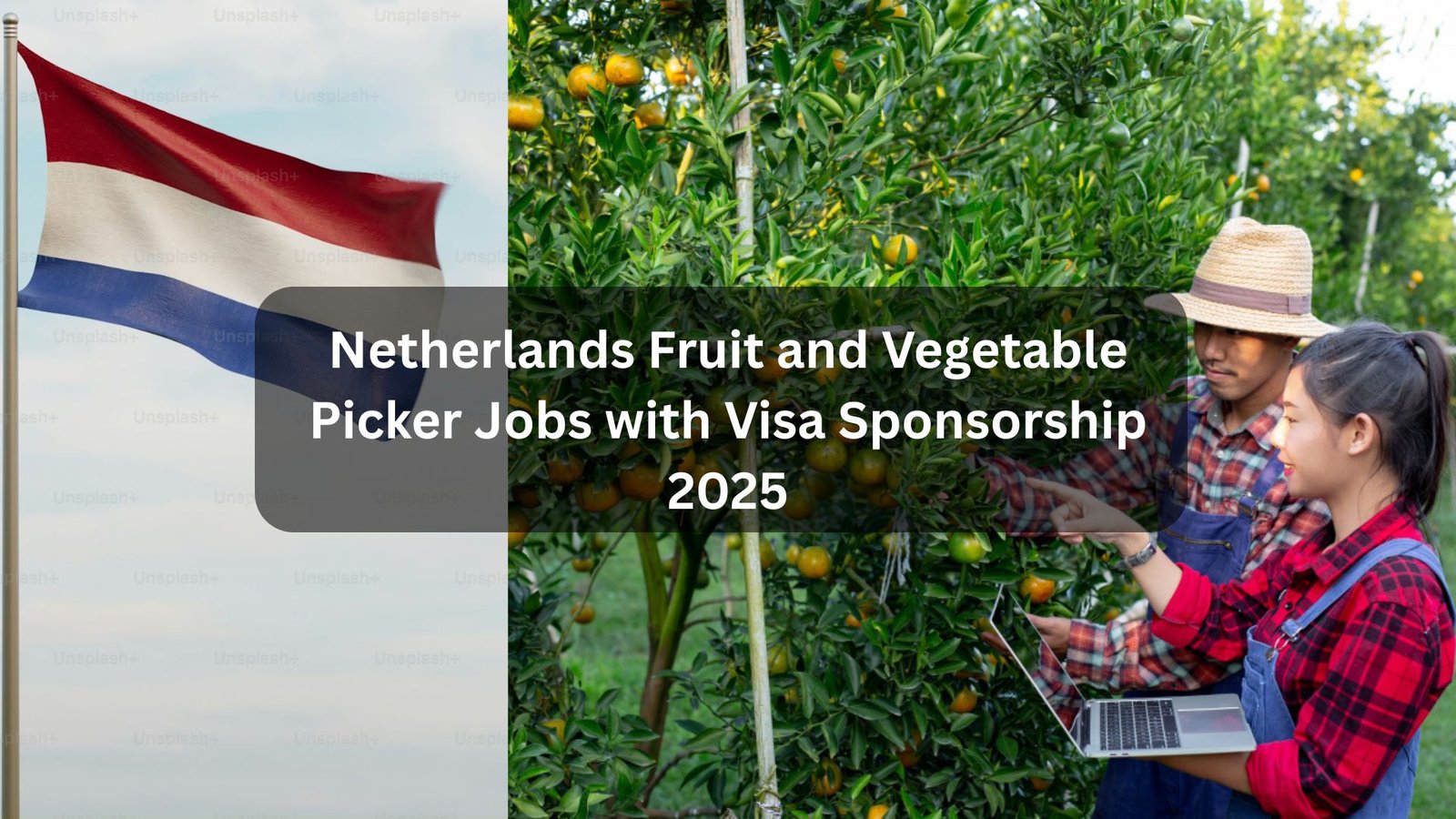 Explore exciting opportunities as a fruit and vegetable picker in the Netherlands for 2025. These seasonal jobs offer visa sponsorship, making it easier for international workers to live and work legally while gaining valuable agricultural experience.