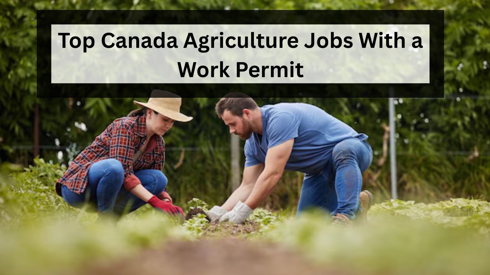 Explore the top agriculture jobs in Canada that you can apply for with a work permit, offering great opportunities for foreign workers in farming, harvesting, and agri-business."