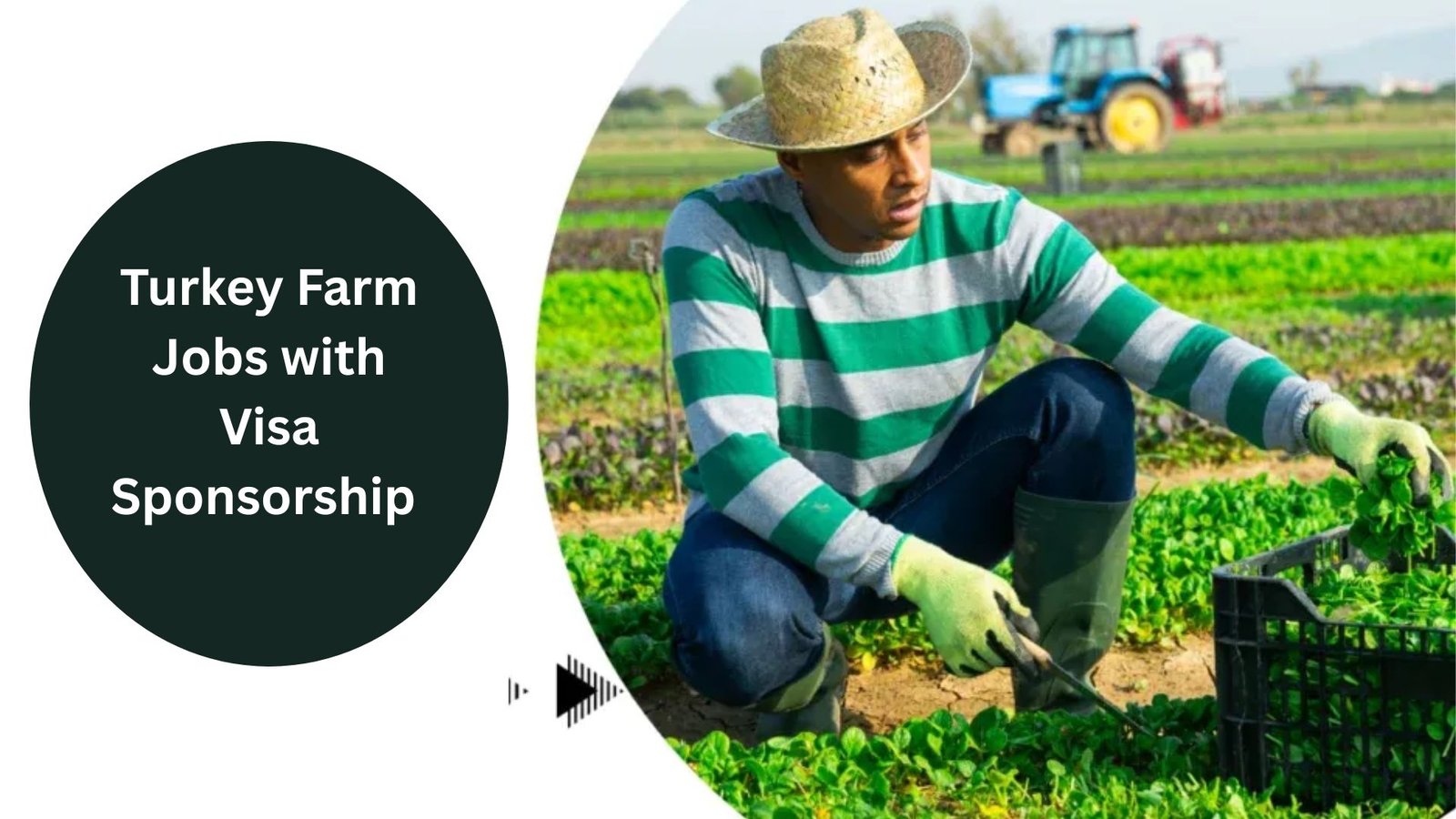 Turkey Farm Jobs Available with Visa Sponsorship – Apply Now!" Looking for agricultural work abroad? Secure a position at a turkey farm with visa sponsorship included. Apply today and start your journey!