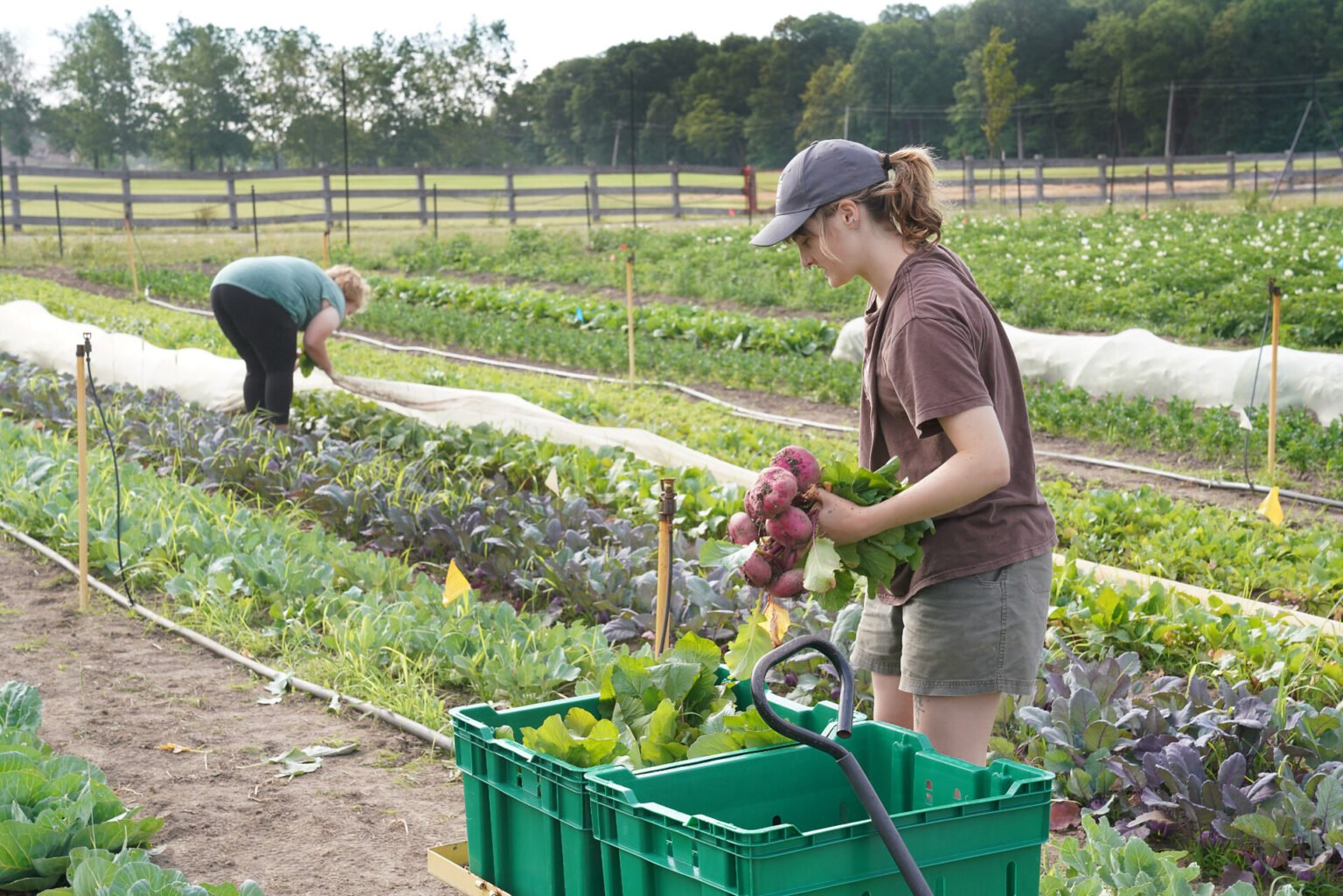 Vegetable farm jobs in Canada offer foreign workers hands-on agricultural experience, competitive wages, and opportunities for seasonal or long-term employment. These roles involve planting, harvesting, packing, and maintaining crops while providing a pathway to work in Canada through various visa and sponsorship programs.”