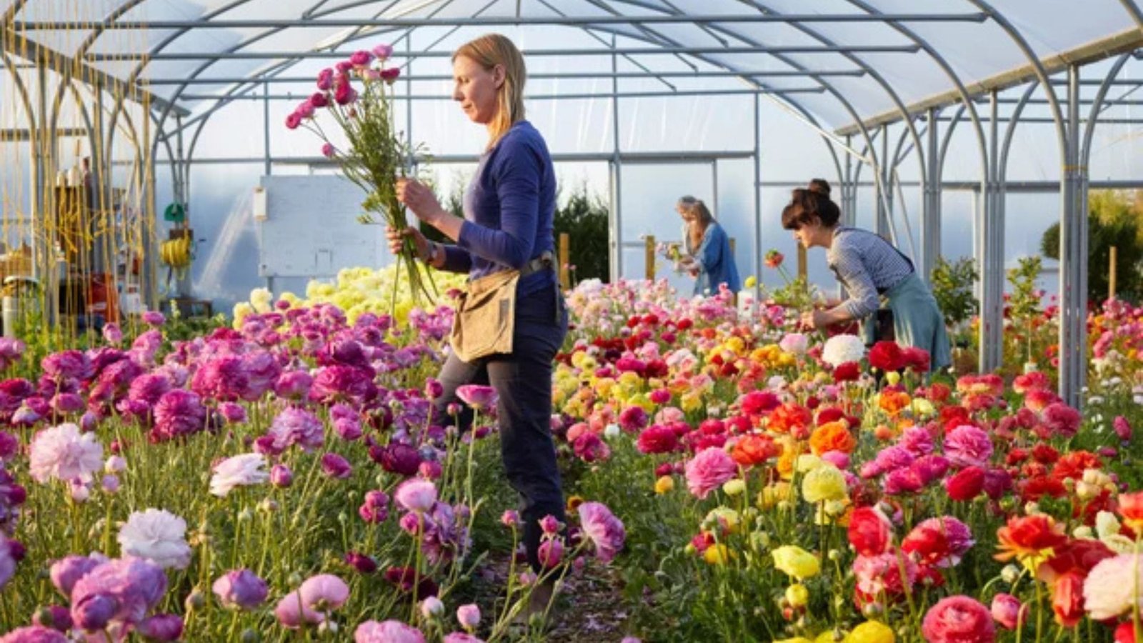 Discover exciting Netherlands flower farm jobs with no experience required! Join the world’s leading floral industry, enjoy good pay, free housing, and visa sponsorship opportunities — all while working in a beautiful, eco-friendly environment. Perfect for beginners seeking seasonal or full-time work abroad.