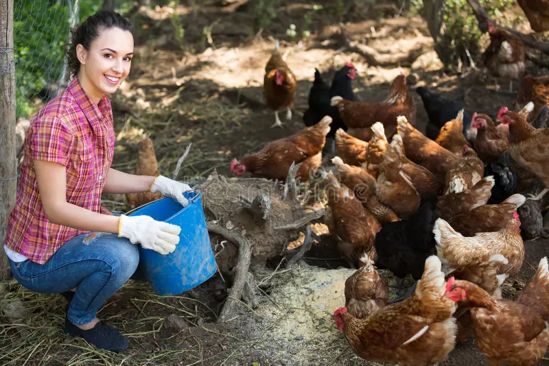 Discover exciting Netherlands Poultry Farm Jobs for Foreign Workers with competitive salaries, free or low-cost accommodation, and visa sponsorship opportunities. Learn how to apply, required qualifications, and why the Netherlands is one of the best countries for agricultural and poultry farm employment. Apply now and start your journey toward a stable, rewarding job in Europe!
