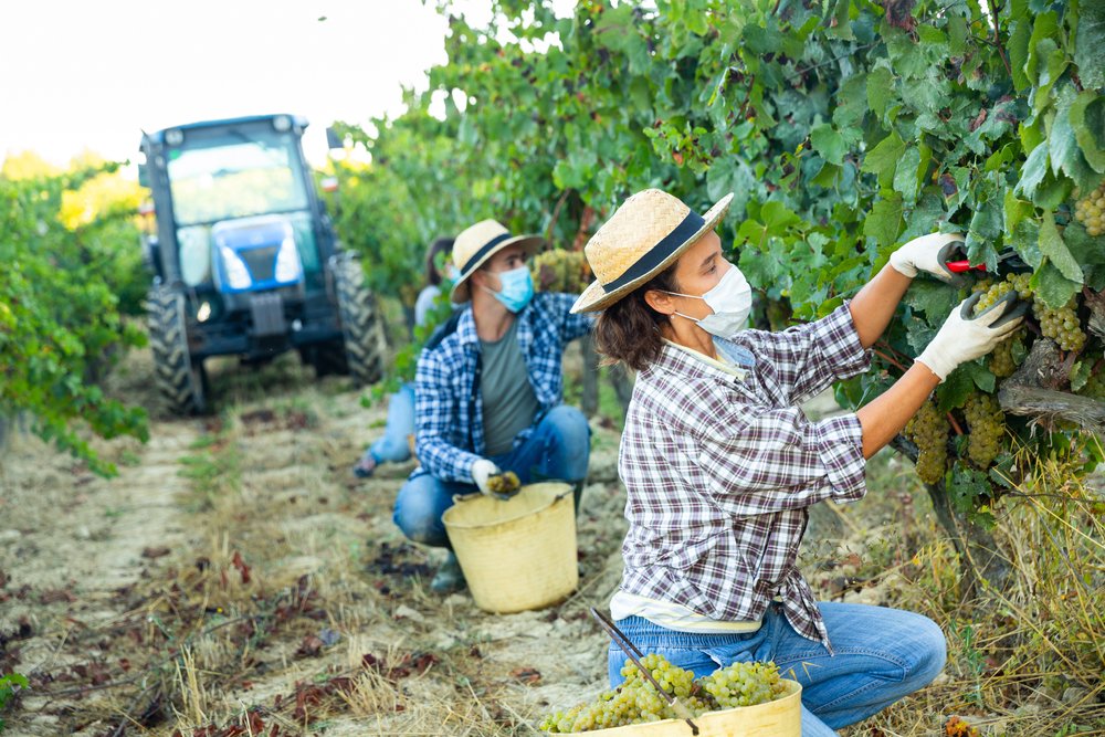 The Canada Work Permit for Seasonal Farm Workers allows foreign laborers to work temporarily on Canadian farms during planting and harvest seasons. It provides opportunities to earn a steady income, gain agricultural experience, and support Canada’s food production industry under the Seasonal Agricultural Worker Program (SAWP).