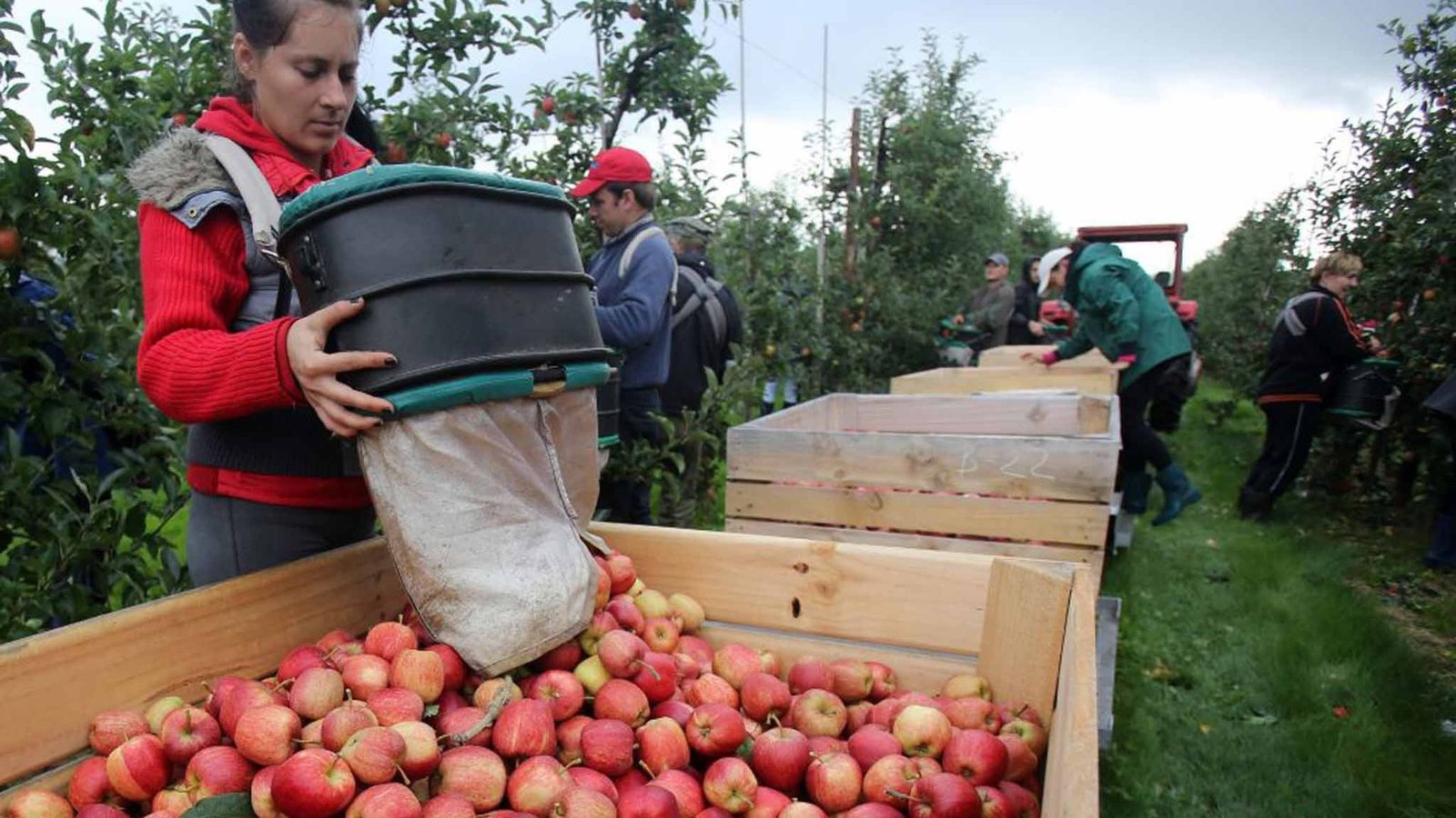 Germany fruit picker jobs for foreign workers offer seasonal employment with competitive wages, visa support, and no formal qualifications required—ideal for those seeking legal work opportunities in Germany’s agriculture sector.