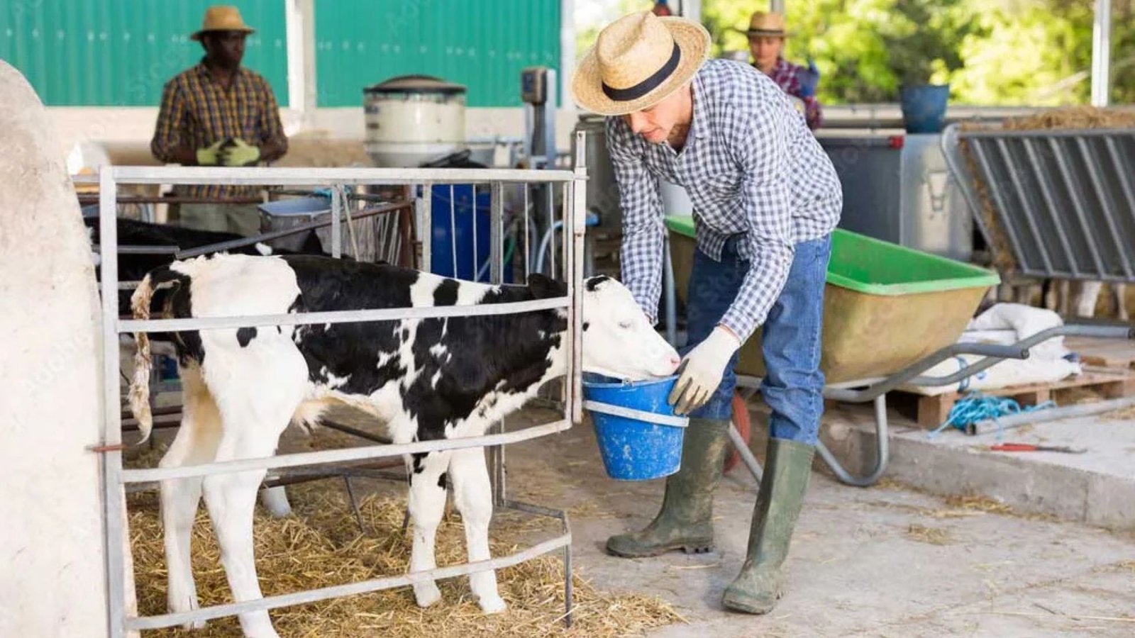 “Discover the best Australia dairy farm worker jobs offering free accommodation, competitive wages, and valuable hands-on experience. Ideal opportunities for foreign workers seeking stable employment and a comfortable living arrangement while working in Australia’s agricultural sector.”